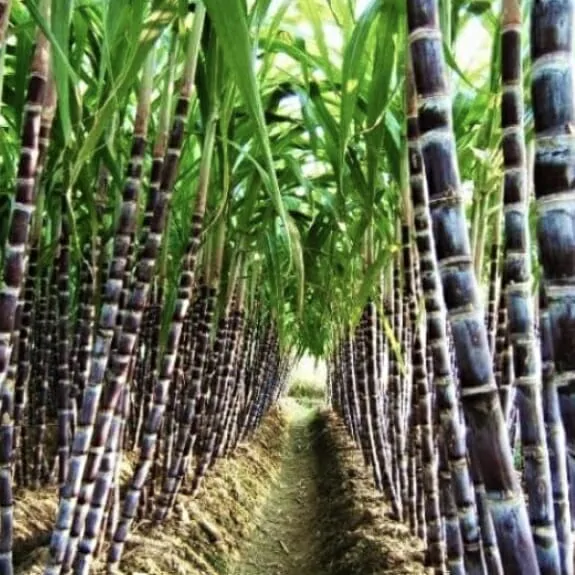 sucre de canne liquide issu de l’agriculture biologique